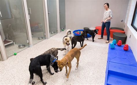 Humane society golden valley - The Minnesota Board of Animal Health cleared the Woodbury shelter to reopen after all animals living at the site were transferred to Golden Valley for quarantine. About 200 dogs got sick, and ...